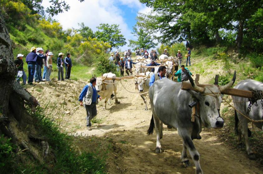 Il corteo dei buoi